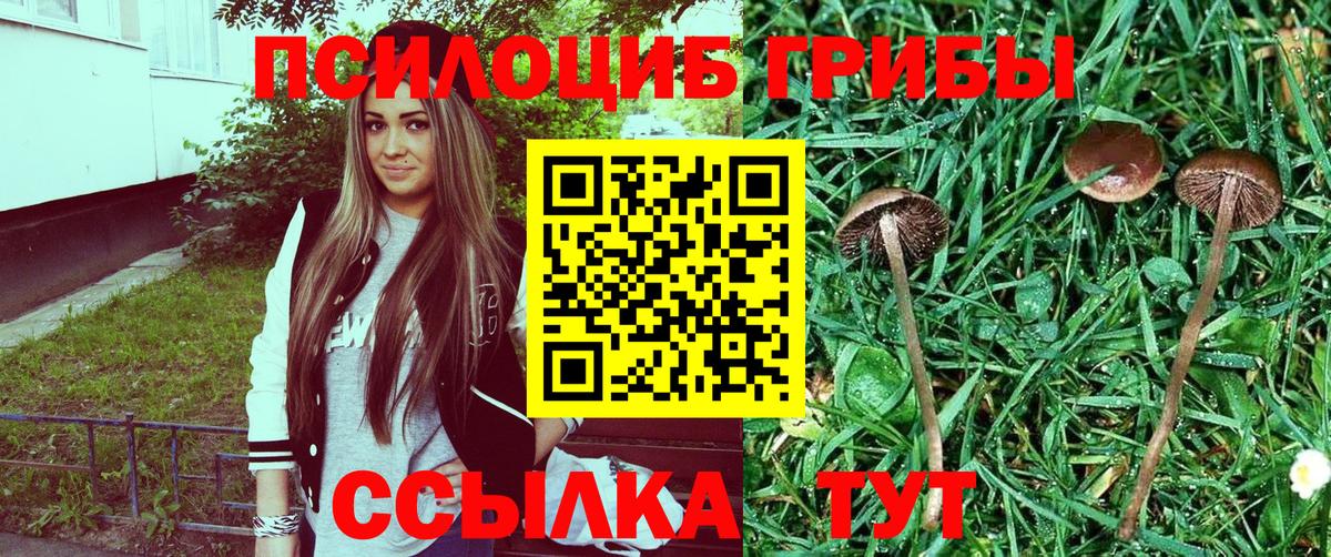 Галлюциногенные грибы Psilocybe Великий Новгород